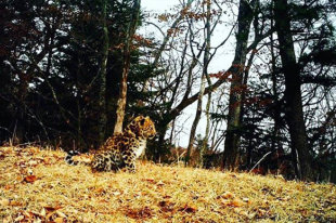   В Приморье выросла популяция дальневосточного леопарда 