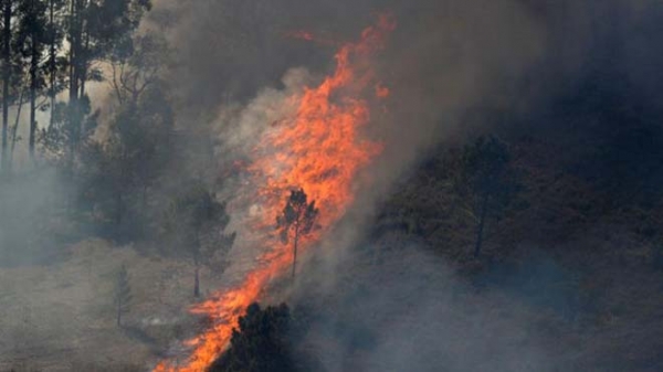 В Португалии из-за жары и ветра разразились лесные пожары