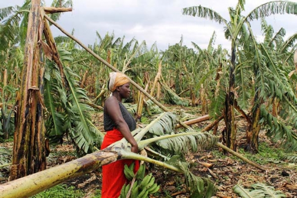 Жители Уганды столкнулись с голодом: ливни уничтожили 5 тыс. садов